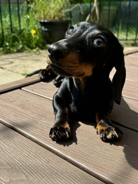 To ask which dog breed you think is most represented in the media?