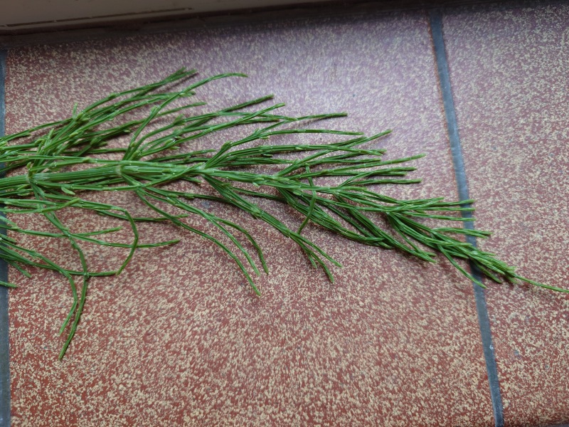 Is this horsetail?