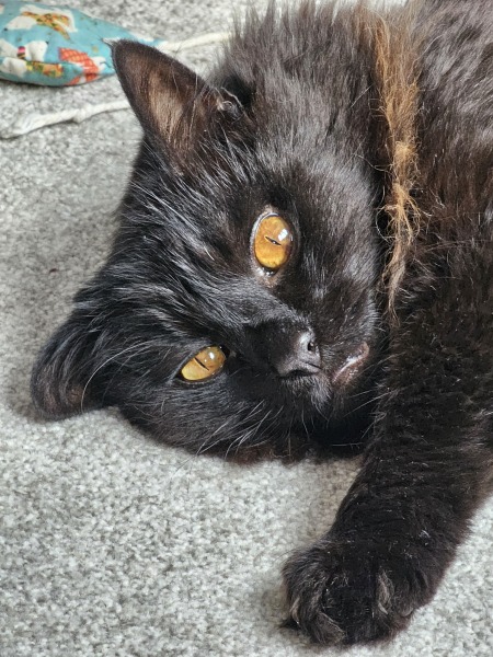 Passports, buckets and spades - the Excellent Cats go on their holidays