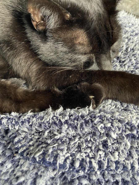 Thread 1 Starmer: A New Hope