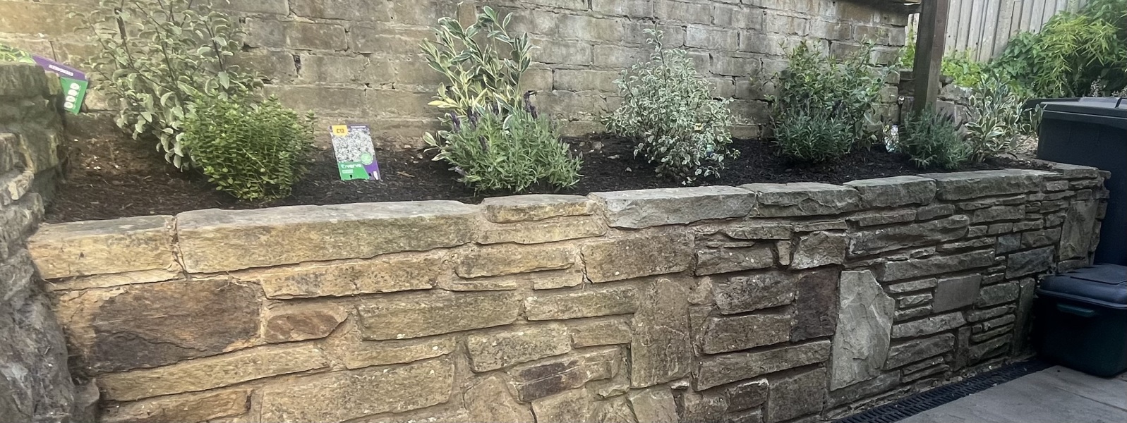 Evergreen Shrubs in a Flower Bed