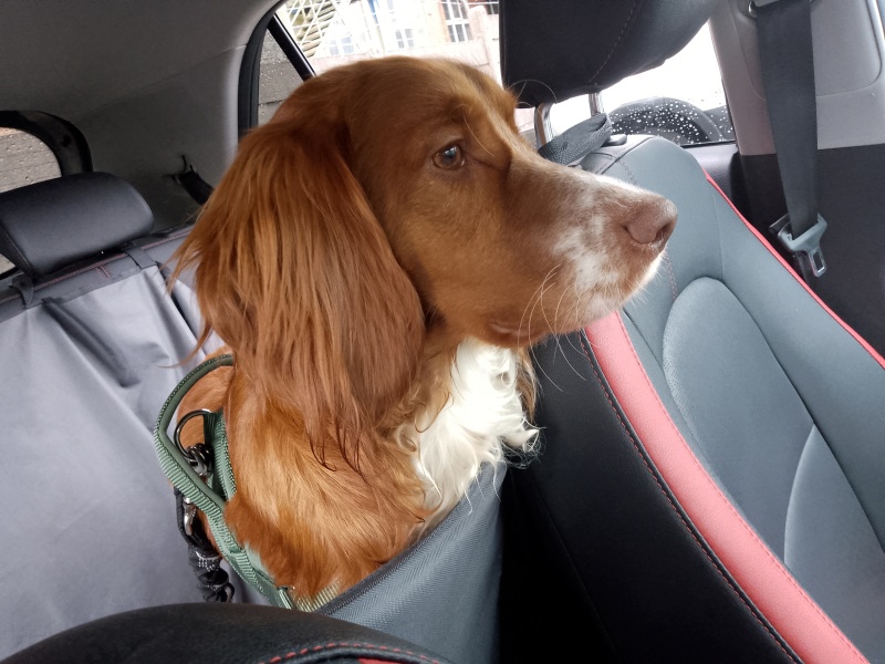 Working Cocker Spaniel?
