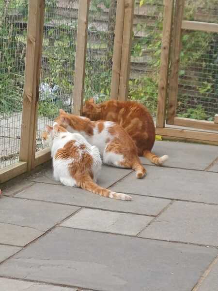 Thread 53 Sunak: Superminority!