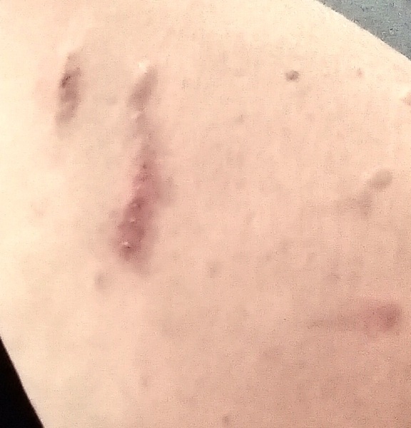 Passports, buckets and spades - the Excellent Cats go on their holidays