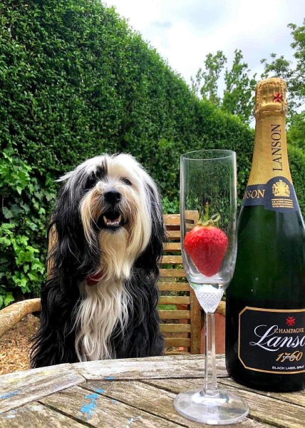 Share Your Dog Stories and Photos! 🐾 Chance to Win £100!