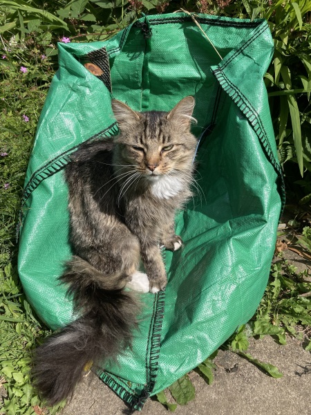 Thread 53 Sunak: Superminority!