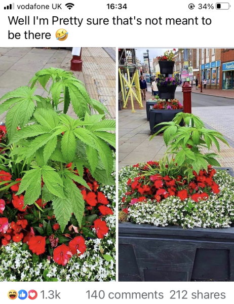 The Weed. The Constant Weed!