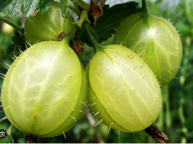 Mumsnet could do better (la quatrième partie): cheese wars and chickens