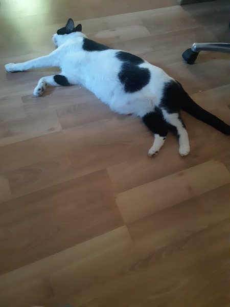 The One where TC moved to Scotland and joined the Excellent Cats