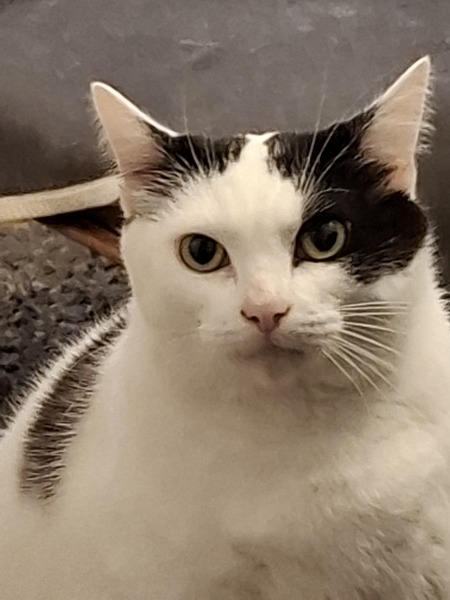 How do you get rid of cat hair?