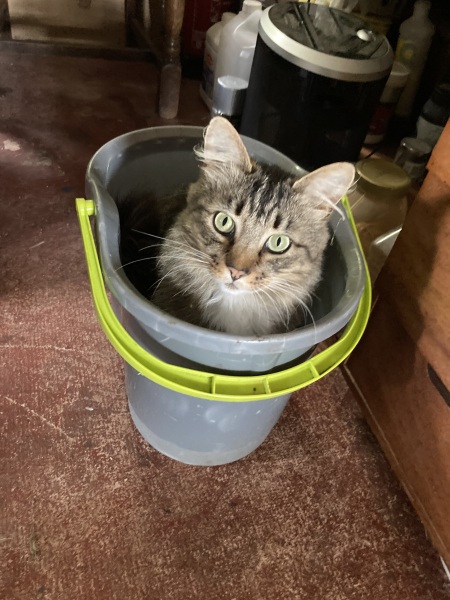 Thread 2. Starmer, return of the Labour government