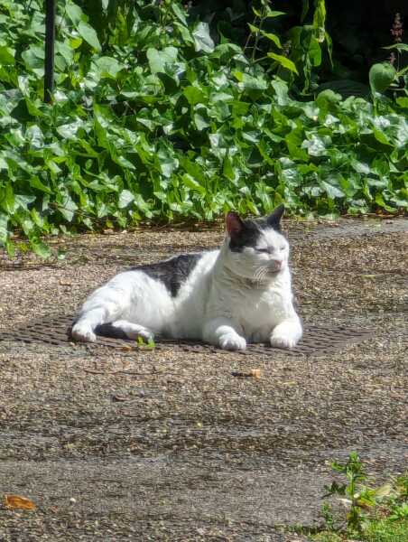 Thread 53 Sunak: Superminority!