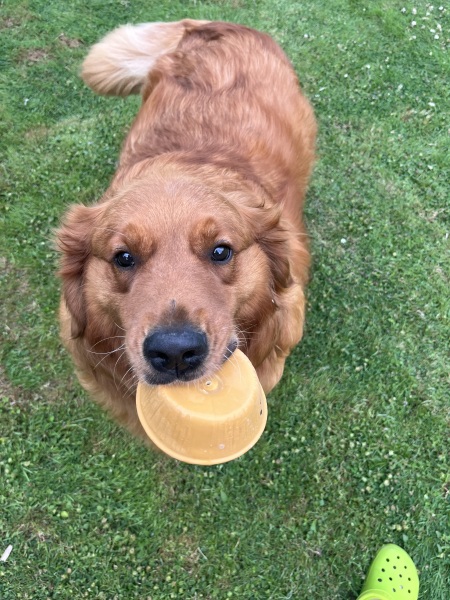 Any Golden Retriever experts?