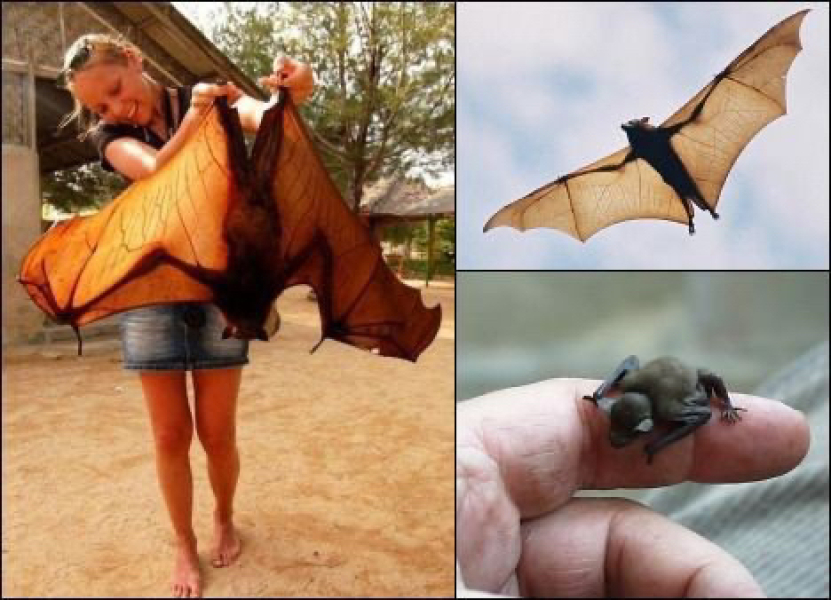 Rescued a bat...