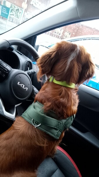 Puppy Survival Thread for New and Old Pups - Spring is around the corner!