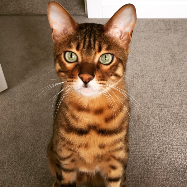 Cat photos