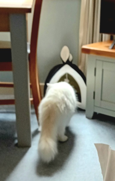 Passports, buckets and spades - the Excellent Cats go on their holidays