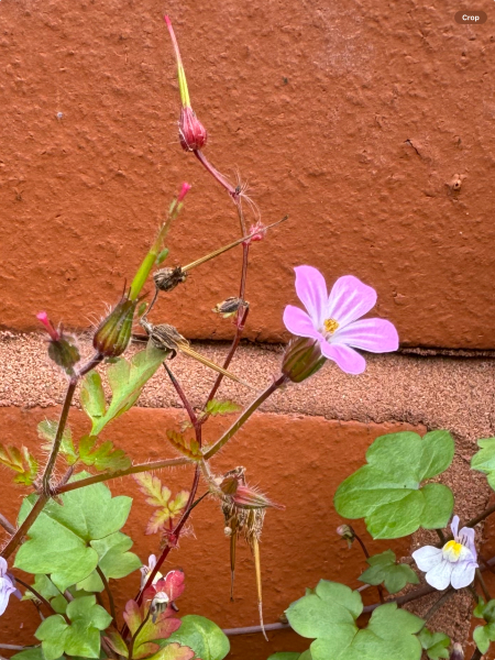 New to the world of plants...can anyone identify these for me?