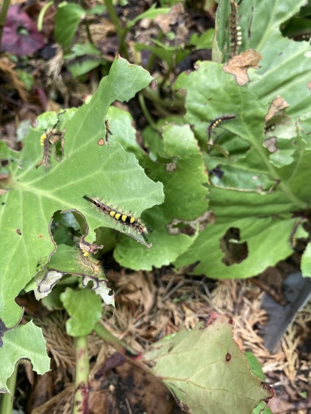 Is this a good caterpillar?