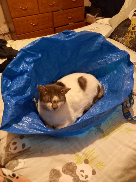 New (first) cat - what sort of bed?