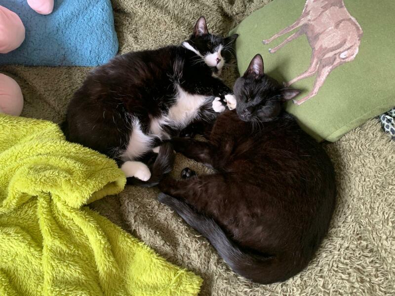 Thread 3 Starmer:  Digging has started, bigger shovel required