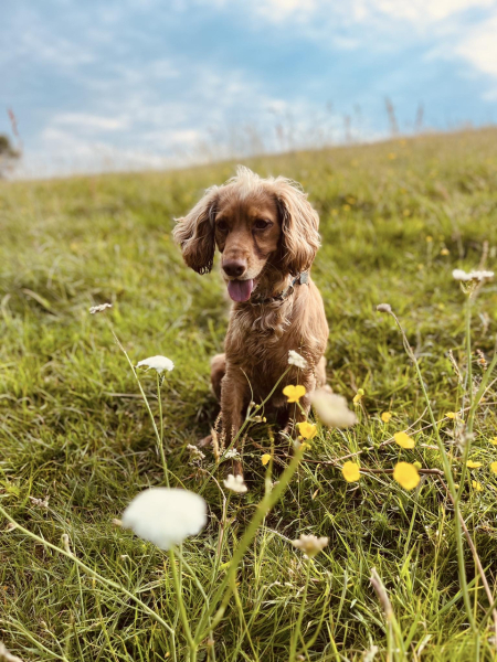 Working Cocker Spaniel?