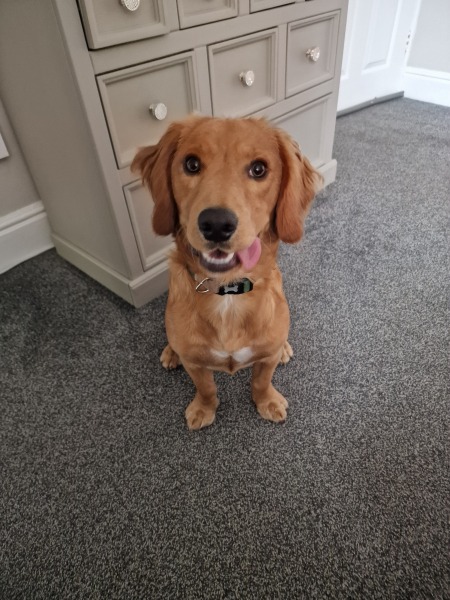 Working Cocker Spaniel?