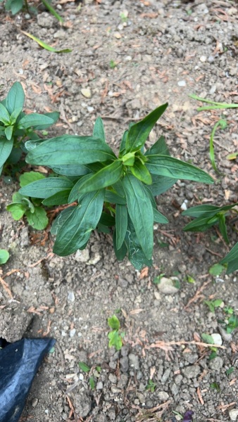 Weeds?