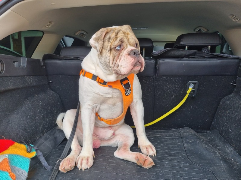 About to start a 6-month extension build...