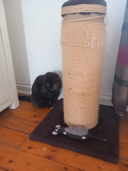 Oh help me, I looked at the "cats needing homes" page!