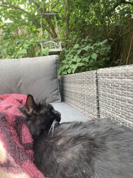 The One where TC moved to Scotland and joined the Excellent Cats