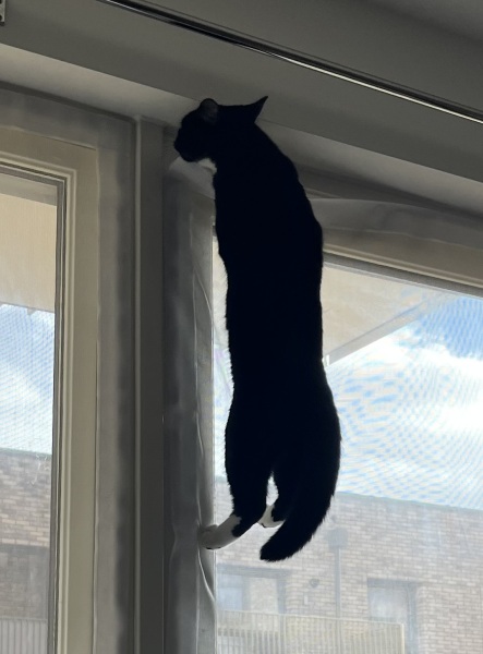 Tell me about having a house cat