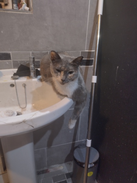 Passports, buckets and spades - the Excellent Cats go on their holidays