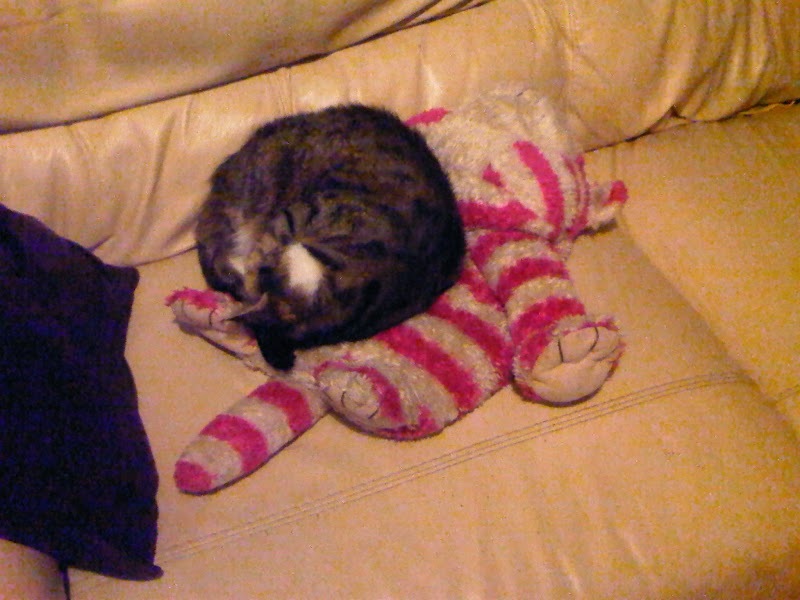 New (first) cat - what sort of bed?