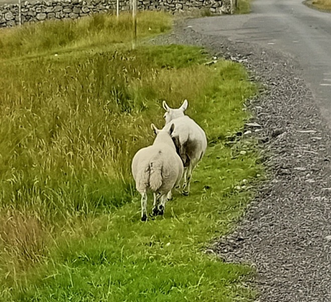 Passports, buckets and spades - the Excellent Cats go on their holidays