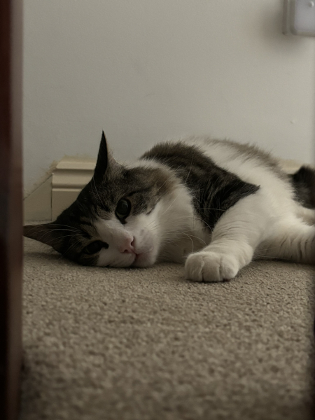 Cat photos