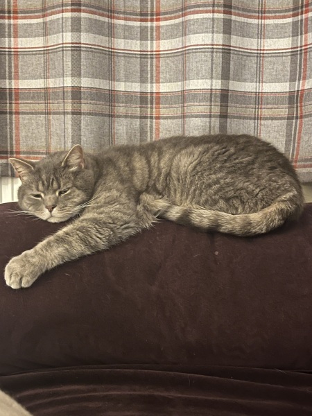 Are these mackerel tabby markings?