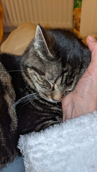 Cat photos