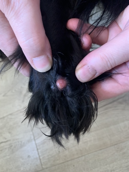 Just found this on dog's paw