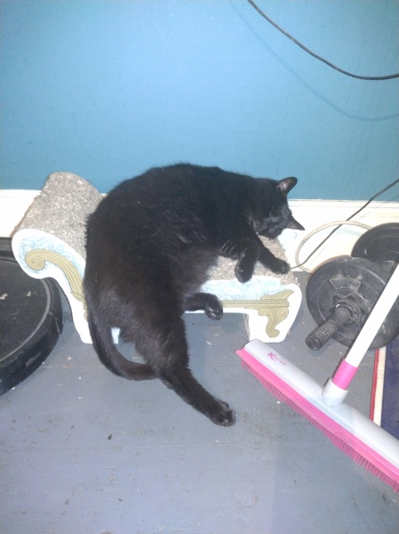 The One where TC moved to Scotland and joined the Excellent Cats