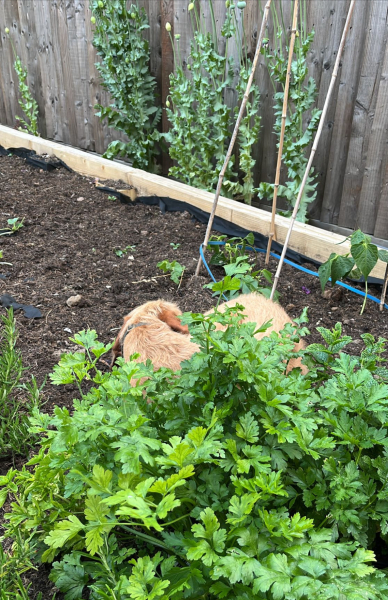 Thread 53 Sunak: Superminority!