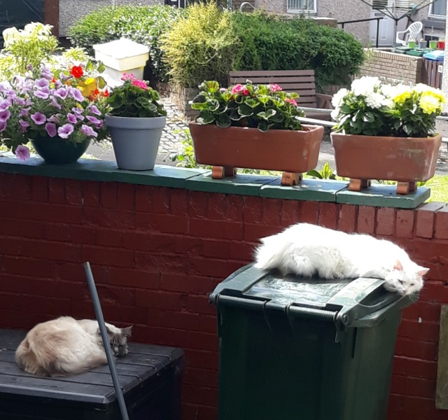 The One where TC moved to Scotland and joined the Excellent Cats