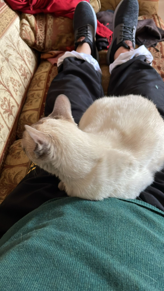 Thread 53 Sunak: Superminority!