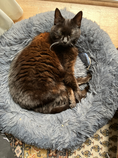 The One where TC moved to Scotland and joined the Excellent Cats