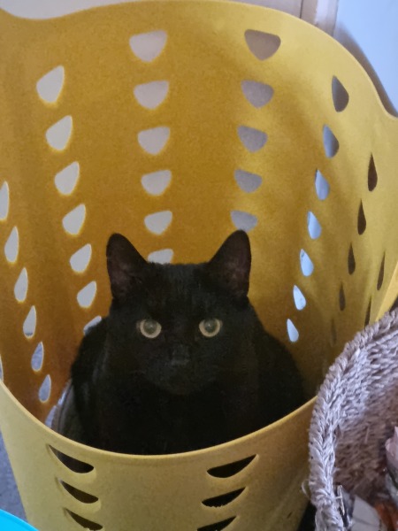 Cat photos