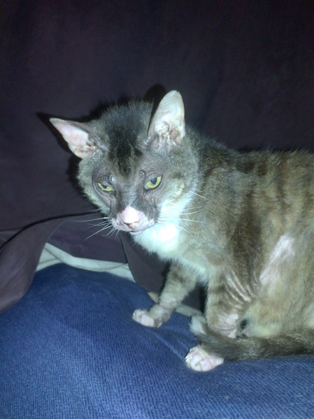 The One where TC moved to Scotland and joined the Excellent Cats