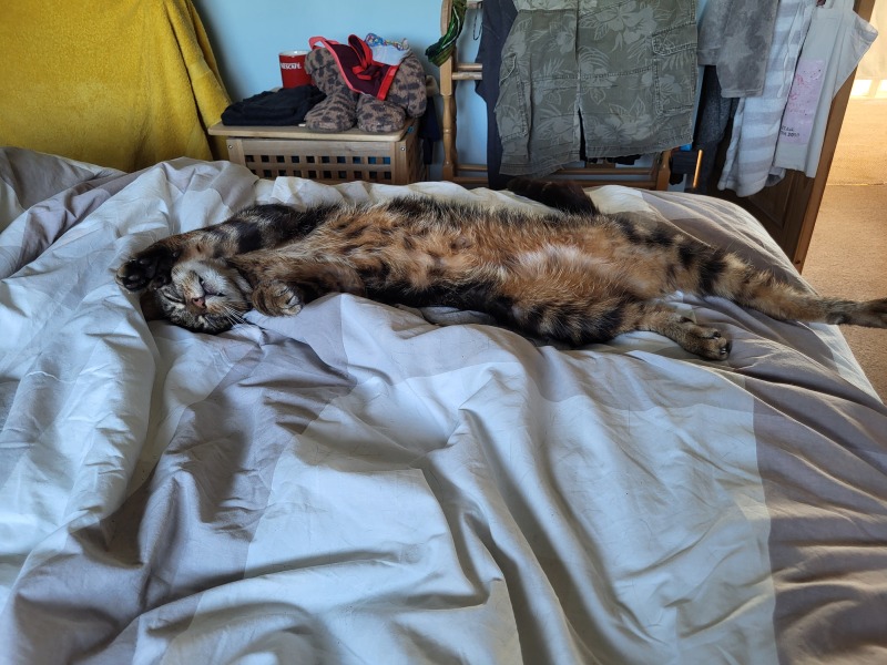 Anyone tried KatKin?