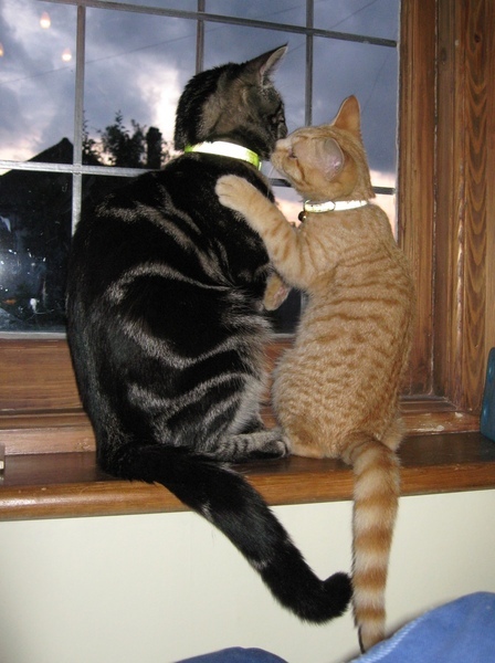 Are these mackerel tabby markings?