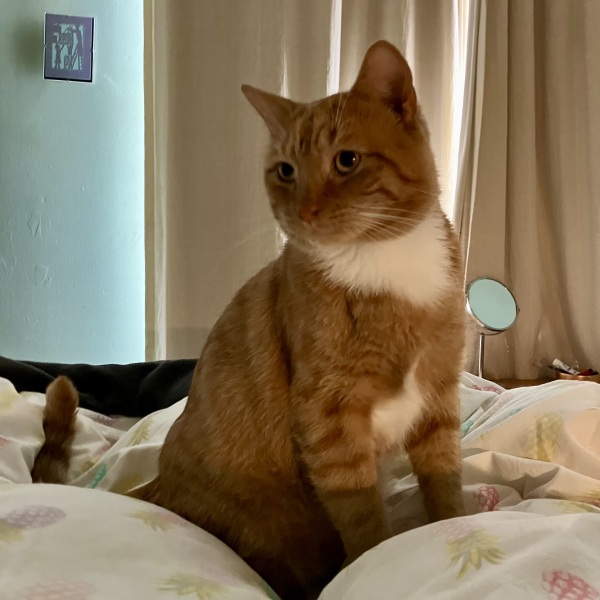 Weird experience getting rescue cats