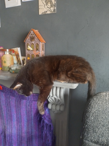 The One where TC moved to Scotland and joined the Excellent Cats